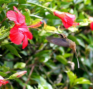 Coroico, Yungas, Bolivia d. 23 januar 2006. Fotograf: Lars Andersen