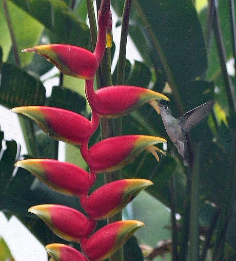 Coroico, Yungas, Bolivia. d. 23 januar 2006. Fotograf: Lars Andersen