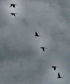 Yolosa, Yungas, Bolivia d. 19 januar 2006. Fotograf: Lars Andersen