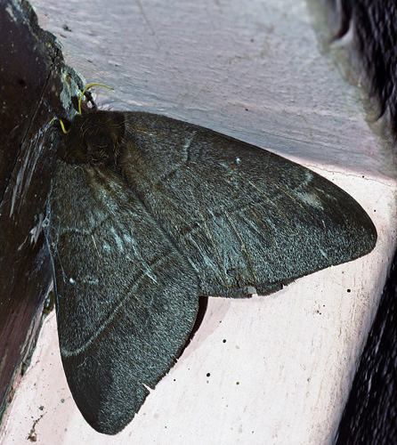 Automeris liberia (Cramer 1780). Coroico, Yungas, Bolivia. d. 18 januar 2006. Fotograf: Lars Andersen