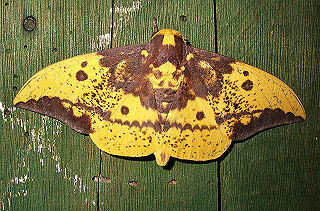 Eacles imperialis anchicayensis (Lemaire 1971). Caranavi, Yungas, Bolivia. d. 19 februar 2006. Fotograf: Peter Mllmann