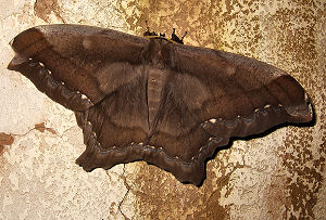 Caranavi, Yungas, Bolivia. d. 8 februar 2006. Fotograf: Peter Mllmann