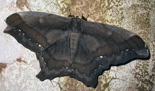 Arsenura batesii (Felder & Rogenhofer 1874). Caranavi, Yungas, Bolivia. d. 8 februar 2006. Fotograf: Peter Mllmann