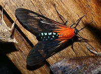 Coroico, Yungas, Bolivia. d. 19 januar 2006. Fotograf: Lars Andersen