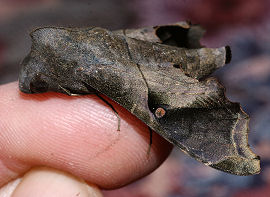 Coroico, Yungas, Bolivia. d. 21 januar 2006. Fotograf: Lars Andersen