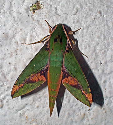 Xylophanes chiron. Coroico, Yungas, Bolivia. d. 27 januar 2006. Fotograf: Lars Andersen