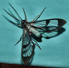 Caranavi, Yungas, Bolivia. d. 1 februar 2006. Fotograf: Lars Andersen