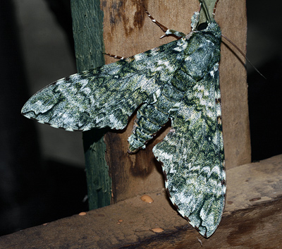 Manduca huascara. Caranavi, Yungas, Bolivia. d. 30 januar 2006. Fotograf: Lars Andersen