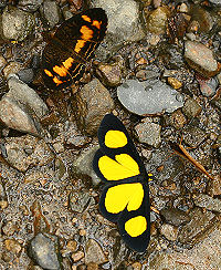 Cyllopoda osiris protmeta. Caranavi, Yungas, Bolivia. d. 1 februar 2006. Fotograf: Lars Andersen