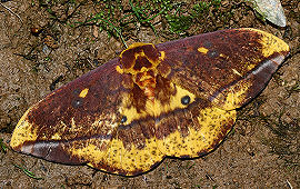 Caranavi, Yungas, Bolivia. d. 2 februar 2006. Fotograf: Lars Andersen