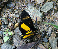 Seirocastnia species. Agaristinae underfamily. Caranavi, Yungas, Bolivia. d. 3 februar 2006. Fotograf: Lars Andersen