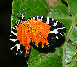 Pseudatteria volanica. Coroico, Yungas, Bolivia. d. 20 januar 2006. Fotograf: Lars Andersen