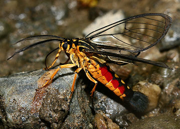 Rio Broncini, Yungas, Bolivia. d. 7 februar 2006. Fotograf: Lars Andersen