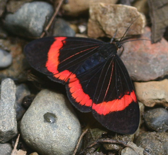 Coreura simsoni Druce. Caranavi, Yungas, Bolivia. d. 30 januar 2006. Fotograf: Lars Andersen