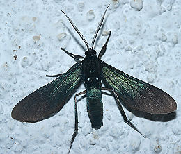 Macrocneme chrysytis. Caranavi, Yungas, Bolivia. d. 1 februar 2006. Fotograf: Lars Andersen