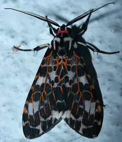 Eucereon rosinum. Coroico, Yungas, Bolivia. d. 20 januar 2006. Fotograf: Lars Andersen