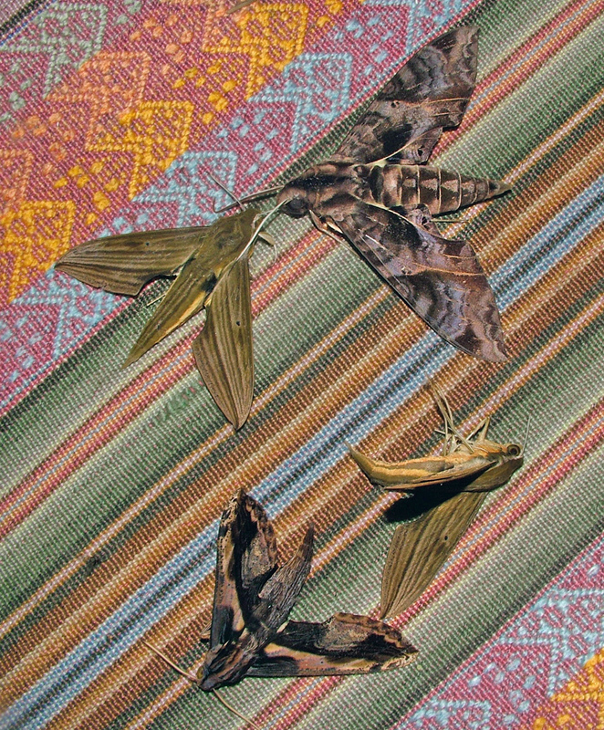 Eumorpha triangulum (Rothschild & Jordan 1903). Xylophanes striatum (Krutov & Ivshin, 2020). Xylophanes lamontagnei ( Vaglia & Haxaire, 2008).  But we need to see the hindwings to be sure? Coroico, Yungas, Bolivia January 27, 2006. Photographer; Lars Andersen ID by Jean Haxaire January 28. 2022.