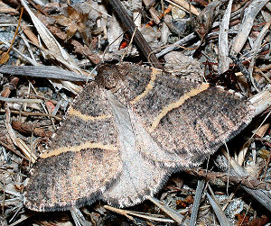 Petrophora convergata (de Villiers, 1789) Spain, prov. Almeria, 350 m 3701'41"N, 0225'42"W Rambla de Tabernas, 3 km SW Tabernas, d. 30 oktober 2005. Fotograf: Bjarne Skule