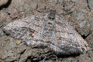 Calamodes occitanaria (Duponchel, 1829) Spain, prov. Almeria, 350 m 3701'41"N, 0225'42"W Rambla de Tabernas, 5 km SW Tabernas, d. 31 oktober 2005. Fotograf: Bjarne Skule