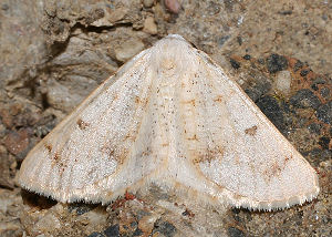 Dyscia penulataria (Hübner, 1819) Spain, prov. Almeria, 350 m 37º01'41"N, 02º25'42"W Rambla de Tabernas, 5 km SW Tabernas, d. 31 oktober 2005. Fotograf: Bjarne Skule
