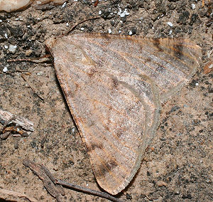 Isturgia miniosaria (Duponchel, 1829) Spain, prov. Almeria, 350 m 37º01'41"N, 02º25'42"W Rambla de Tabernas 5 km SW Tabernas, d. 31 oktober 2005. Fotograf: Bjarne Skule