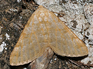 Isturgia miniosaria (Duponchel, 1829) Spain, prov. Almeria, 350 m 37º01'41"N, 02º25'42"W Rambla de Tabernas, 5 km SW Tabernas, d. 31 oktober 2005. Fotograf: Bjarne Skule