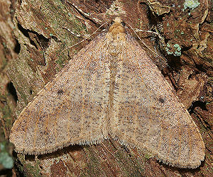 Stor Frostmler Erannis defoliaria, Rdvad d. 30 november 2005. Fotograf: Lars Andersen