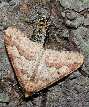 Stor Frostmåler, Erannis defoliaria (Clerck, 1759) parring. Raadvad, Nordsjælland d. 30 november 2005. Fotograf: Lars Andersen