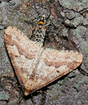 Stor Frostmler Erannis defoliaria, Rdvad d. 30 november 2005. Fotograf: Lars Andersen