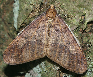 Stor Frostmler Erannis defoliaria, Rdvad d. 30 november 2005. Fotograf: Lars Andersen