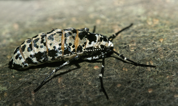 Stor Frostmåler, Erannis defoliaria (Clerck, 1759) hun. Raadvad, Nordsjælland d. 30 november 2005. Fotograf: Lars Andersen