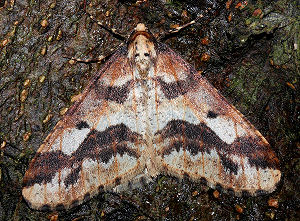 Stor Frostmler Erannis defoliaria, Rdvad d. 30 november 2005. Fotograf: Lars Andersen