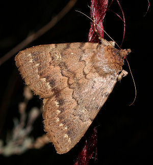 Apopestes spectrum (Esper, [1787]) Spain, prov. Almeria, 350 m 3701'41"N, 0225'42"W Rambla de Tabernas, 5 km SW Tabernas, d. 30 oktober 2005. Fotograf: Bjarne Skule