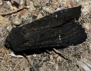 Aporophyla nigra (Haworth, 1809) Spain, prov. Almeria, 350 m 37º01'41"N, 02º25'42"W Rambla de Tabernas, 5 km SW Tabernas, d. 31 oktober 2005. Fotograf: Bjarne Skule
