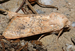 Polymixis argillaceago (Hbner, [1822]) Spain, prov. Almeria, 350 m 3701'41"N, 0225'42"W Rambla de Tabernas, 5 km SW Tabernas, d. 31 oktober 2005. Fotograf: Bjarne Skule