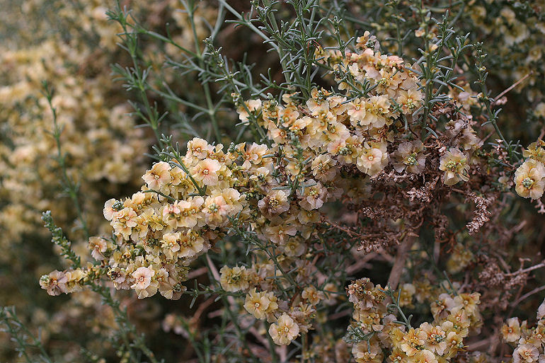 Salsola oppositifolia Desf. (Chenopodiaceae) Synonym: Salsola verticillata Schousboe. En sodaurt. Det, der ligner blomster, er frugtbørsterne. Spain, prov. Almeria, 350 m 37º01'41"N, 02º25'42"W Rambla de Tabernas, 5 km SW Tabernas, d. 31 oktober 2005. Fotograf: Bjarne Skule
