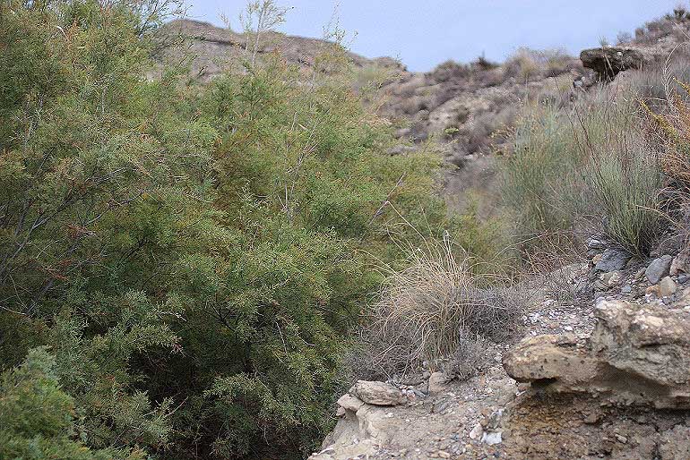 Spain, prov. Almeria, 350 m 3701'41"N, 0225'42"W Rambla de Tabernas, 5 km SW Tabernas, d. 31 oktober 2005. Fotograf: Bjarne Skule