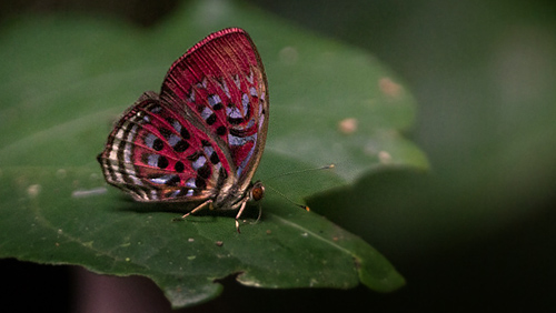 Red Harlekin, Paralaxita damajanti. Sukau, Sabah, Borneo d. 19 november 2015. Fotograf; Kim Jespersen
