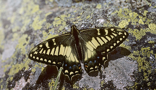 Korsikansk Svalehale, Papilio hospiton. Punta Muro, 1550 m. Haute-Corse, Frankrig d. 20 juni2001. Fotograf; Tom Nygaard Kristensen