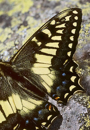 Korsikansk Svalehale, Papilio hospiton. Punta Muro, 1550 m. Haute-Corse, Frankrig d. 20 juni2001. Fotograf; Tom Nygaard Kristensen