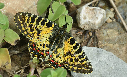 stlig Guilandesommerfugl, Zerynthia cerisyi. Samos, Grkenland d. 31 marts 2015. Fotograf; Martin Bjerg