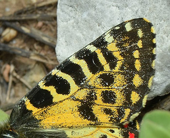 stlig Guilandesommerfugl, Zerynthia cerisyi. Samos, Grkenland d. 31 marts 2015. Fotograf; Martin Bjerg