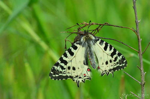 stlig Guilandesommerfugl, Zerynthia cerisyi. Samos, Grkenland d. 31 marts 2015. Fotograf; Martin Bjerg