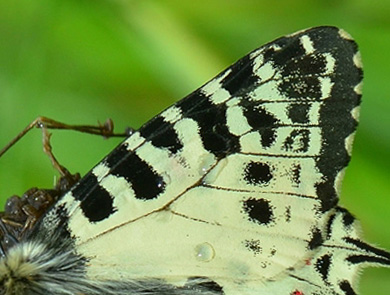 stlig Guilandesommerfugl, Zerynthia cerisyi. Samos, Grkenland d. 31 marts 2015. Fotograf; Martin Bjerg