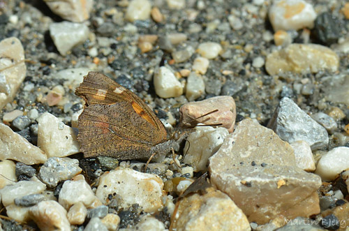 Snudesommerfugl, Libythea celtis. Samos, Grkenland d. 3 april 2015. Fotograf; Martin Bjerg