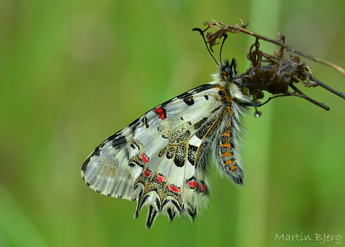 stlig Guilandesommerfugl, Zerynthia cerisyi. Samos, Grkenland d. 31 marts 2015. Fotograf; Martin Bjerg