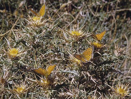 Mt. Limbara. Sardinia. Italien juli 2007. Fotograf; Tom Nygaard Kristensen