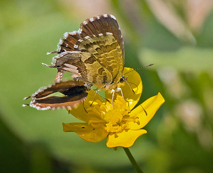 Bronze-Blfugl, Cacyreus marshalli. Rom,  Italien d. 16 april 2015. Fotograf; John Strange Petersen 