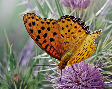 Indisk Perlemorsommerfugl, Argynnis hyperbius. Katmandu dalen, Nepal d. 19 april 2015. Fotograf; Ole Andersen