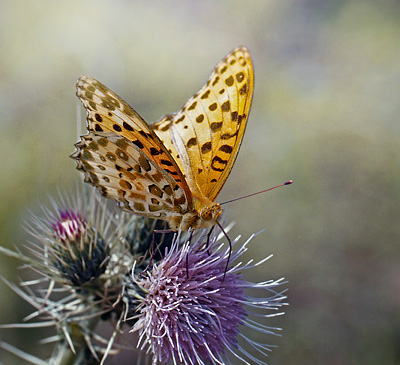 Indisk Perlemorsommerfugl, Argynnis hyperbius. Katmandu dalen, Nepal d. 21 april 2015. Fotograf; Ole Andersen